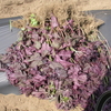 梅干し用赤紫蘇、収穫