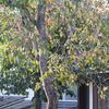 昭和の柿木