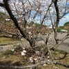 中央公園の桜