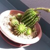 (@_@)! から～の、くだらな虫さん話(笑)。(閲覧注意)