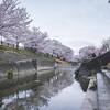 大和高田の桜×SIGMA DP1 Merrillの写真