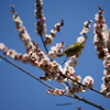 根岸森林公園に梅を撮りに行ってきた(遅咲き)