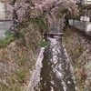 最後の楽しみ「花筏」