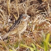 淀川河川敷の野鳥