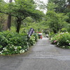 太平山神社あじさい坂のあじさいを撮りに行く