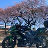 2021/2/20【motovlog#121】群馬の河津桜　花見スポットの開花状況2021 【ninja1000sx2021】