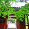 新緑の小松寺へ