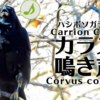 ハシボソガラスの鳴き声【野鳥図鑑・鳴き声図鑑】Corvus corone