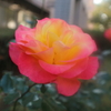 冬の薔薇と柊の花と