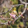 河津桜にメジロあり～