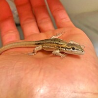 ニホンカナヘビの飼い方 人工飼料 人工餌は食べるのか レオパゲル レオパブレンドフード Favorite Creatures ニホンカナヘビの飼い方 人工飼料 人工餌は食べるのか レオパゲル レオパブレンドフード Favorite Creatures