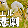 1013【サギにカエルが食べられる】カルガモの求愛ダンスと交尾、奇形、潜水。スズメの水浴び、モズの高鳴き。ダイサギ、赤トンボ、ハラビロカマキリ【 #今日撮り野鳥動画まとめ 】 #身近な生き物語