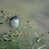 Asian Desert Warbler サバクムシクイ (インドの鳥その80)