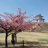 昨日は宇都宮城址公園の河津桜を観賞。少し早かったですが、綺麗でした。