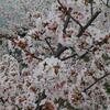 満開の桜も見納め…お昼どきに荒川の土手へ…（今日は在宅勤務でした）