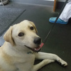 No.150810B-LRF（ラブラドールレトリバー 1歳 19.0kg ♀)