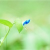 夏の花とくまのあみぐるみ