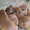 【カピバラふれあい動物園特集】実際に行った全国のおススメ動物園を紹介します！