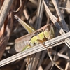 🐞１２月の荒川河川敷で昆虫撮影😊