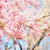 瞑想で桜のエネルギーとつながる光の呼吸〜深い呼吸のコツ