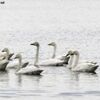 「見慣れない鳥」迷子の珍鳥、石垣に初来島か　ツメナガホオジロ