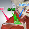 COPDで胸鎖乳突筋が発達する理由