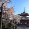 川越　喜多院の朝焼けのしだれ桜　満開になっていました。EOS Kiss Mで撮影