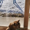 猫と雪