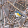 野鳥との距離感