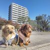 におどり公園