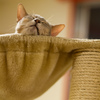猫が落ち着くキャットタワーと隠れ家の整え方