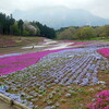 羊がいるから羊山