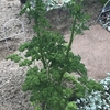 パセリとう立ち  ゴーヤ発芽