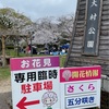 大村公園　桜の開花情報