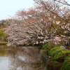 段蔓と桜