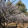 穴場の梅スポット「亀戸中央公園」梅林が見頃｜2025年開花状況、豊後梅（ブンゴウメ）（東京都江東区）