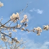 雁お花見散歩