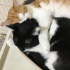 2025年2月22日　ニャンニャンニャン猫の日🐈