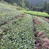 深刈り園の茶園直し