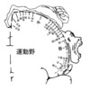 手のひらの中の運動野と感覚野に対応するツボの発見