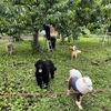 さくらんぼ狩🍒