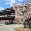 【京都】【桜】『京都御所』特別公開に行ってきました。京都桜 京都旅行   