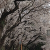 国分寺　上水の桜