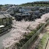 満開　華やかな桜