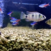 繁殖 アノマロクロミストーマシーが卵を産んだ 孵った 育った ドリリウム 繁殖 アノマロクロミストーマシーが卵を産んだ 孵った 育った ドリリウム