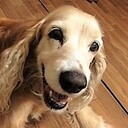 ホンジュラスから来たコッカースパニエル・クッキーと家族の記録