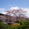 「富士霊園の桜」の撮影　2023年3月29日　その2　(機材:　LAOWA10mm F2.0 Zero-D MFT、OLYMPUS PEN E-PL8 )