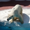 ホッキョクグマのライトくんにお別れ＠平川動物公園