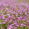 フォト・ライブラリー(525)美祢の風景〜八重桜・麦畑