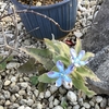 寒くても・・・ブルースターの花が咲きました。。。